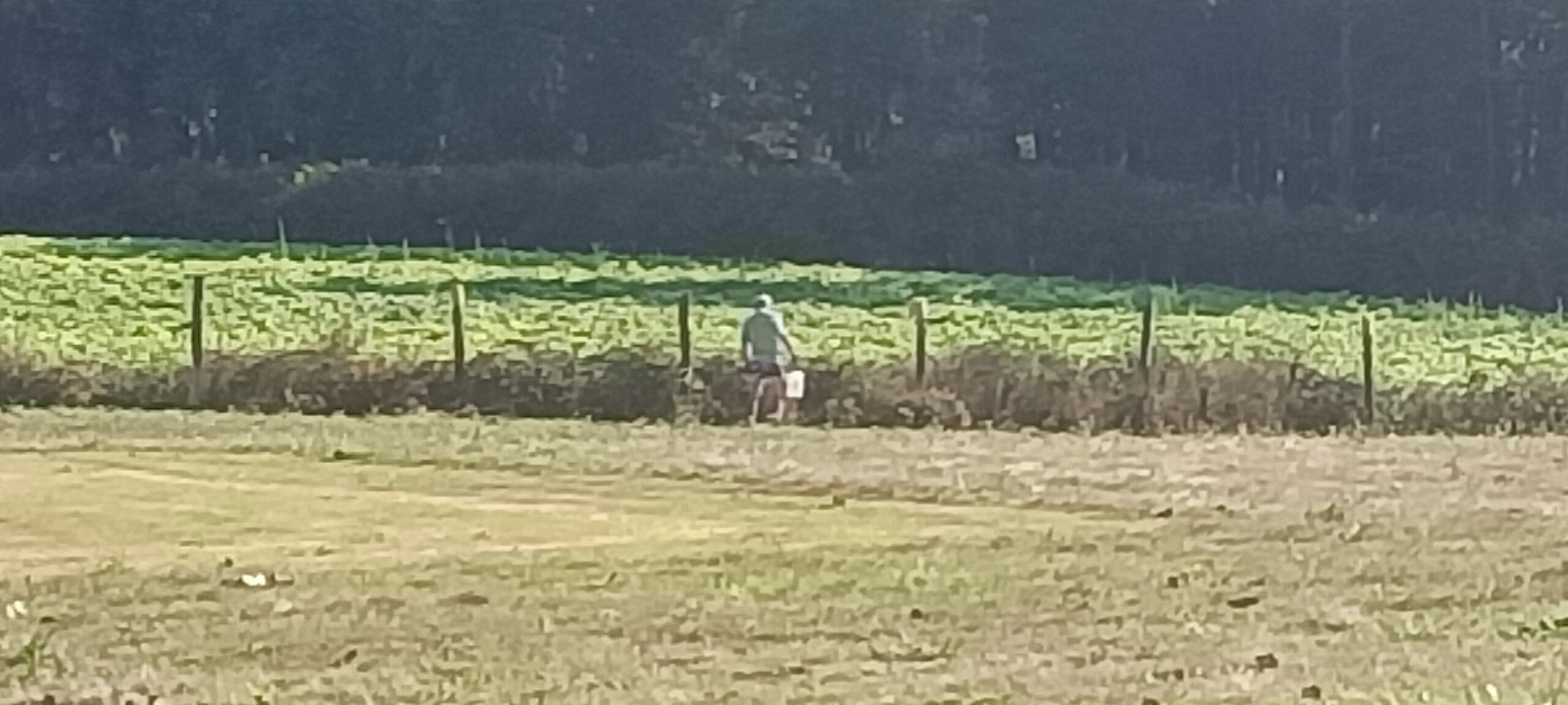 Luc, ELIMINATOR de mauvaises herbes