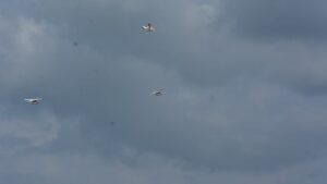 ADC_7868